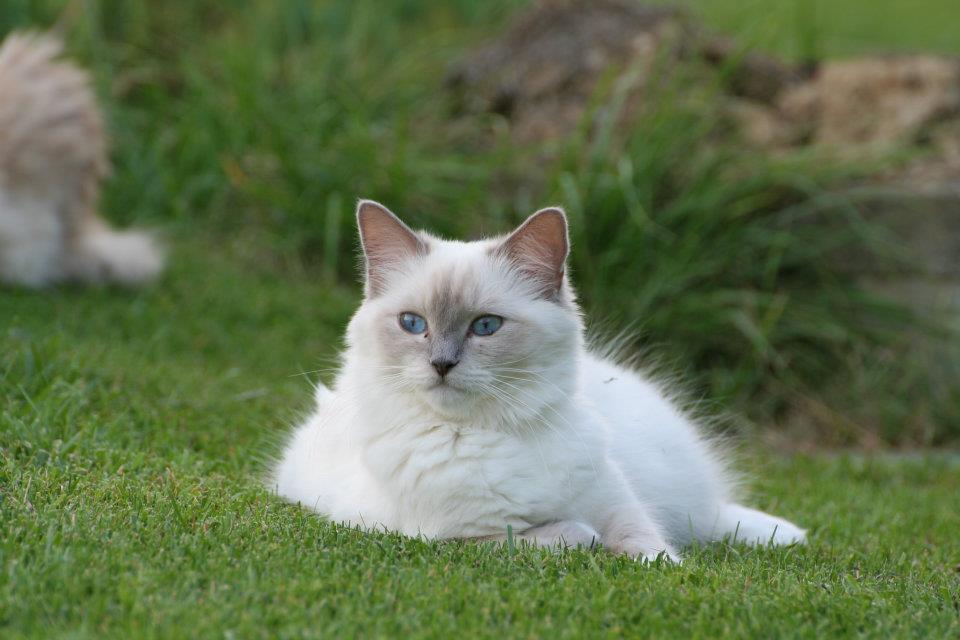 Asia dans le jardin