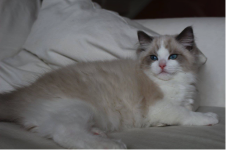mitted bicolor ragdoll