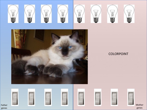 Ragdoll high best sale white