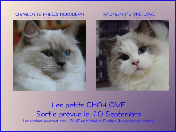 Charlotte One Love