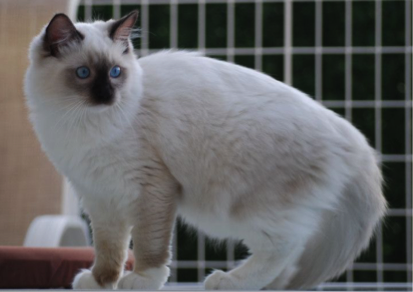 Mitted