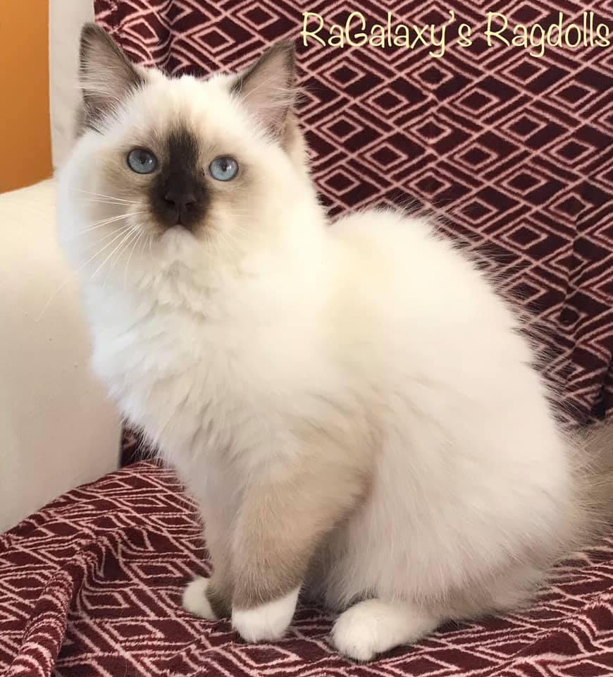Pepita 1