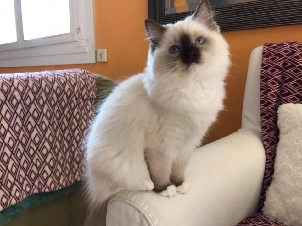 Pepita 2