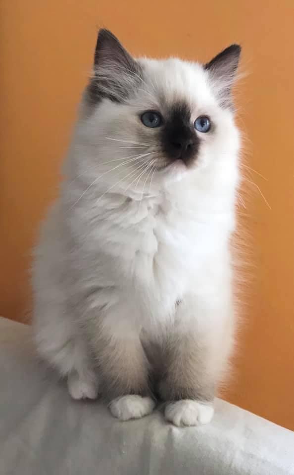 Pepita 3