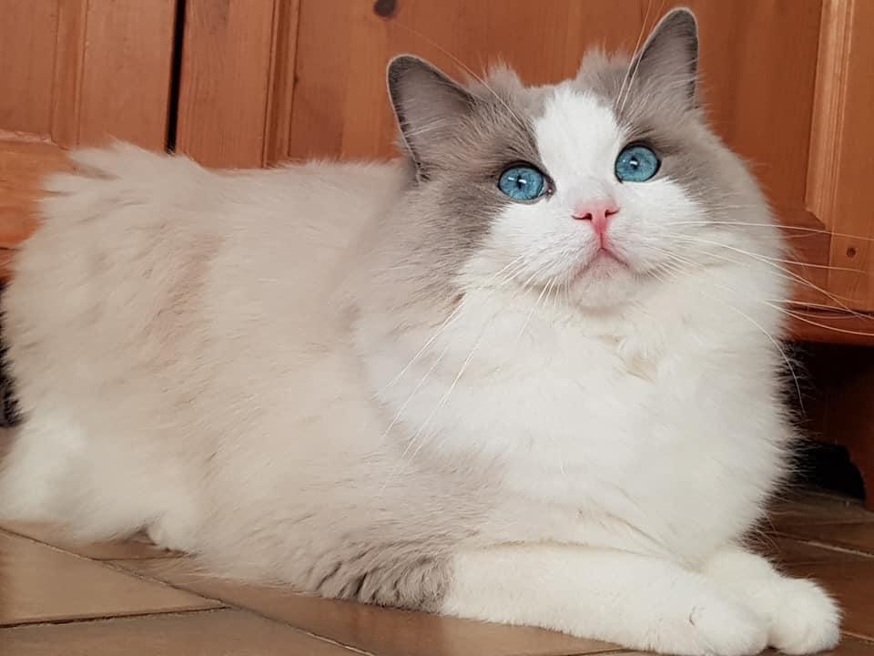 Teddya